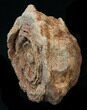 Flower-Like Sandstone Concretion - Pseudo Stromatolite #34205-1